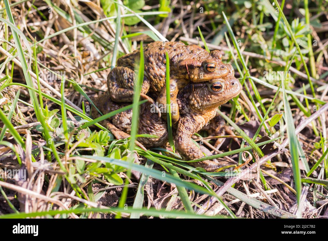 Mating Common Toad (Bufo Bufo) couple Stock Photo