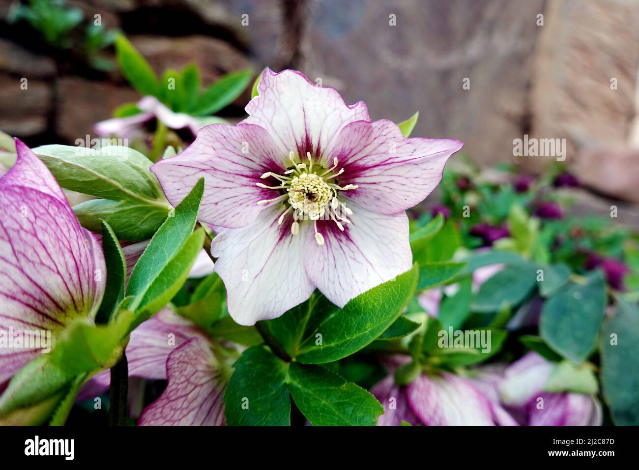 Nieswurz (Helleborus sp.), auch Christrosen, Schneerosen oder Lenzrosen