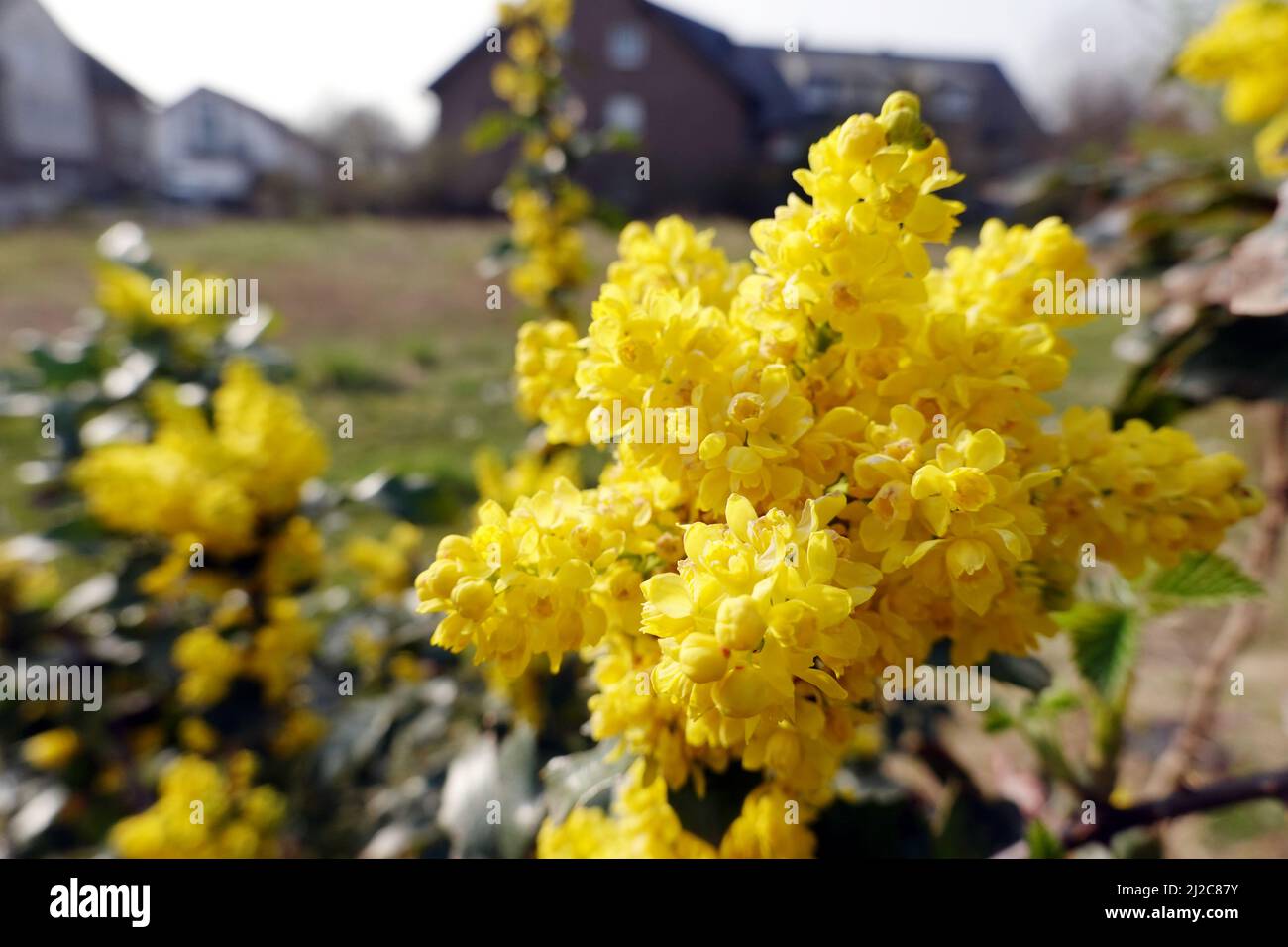 Gewöhnliche Mahonie (Mahonia aquifolium) - gelb blühende Pflanze Stock Photo