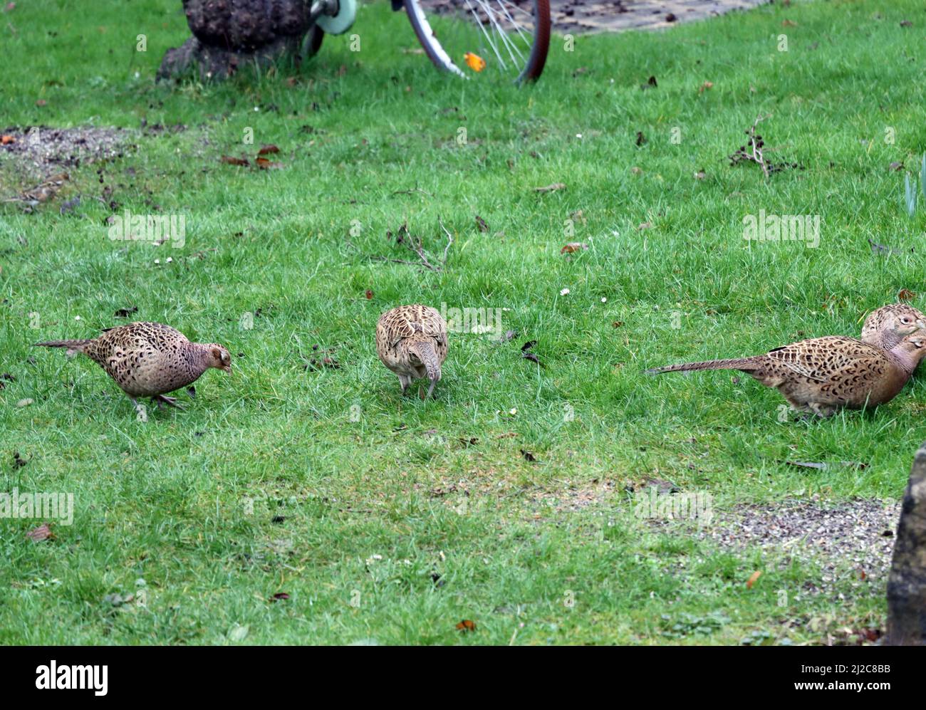 Weiblicher garten hires stock photography and images Alamy