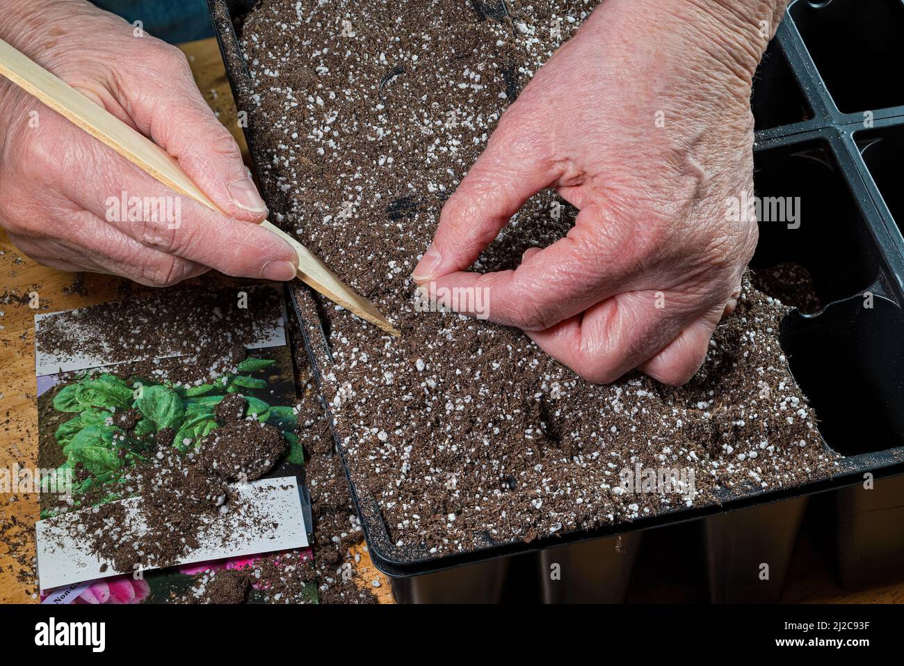Woman’s weathered hands planting annual flower and vegetable seeds into planting trays in preparation of the springtime growing season. Stock Photo