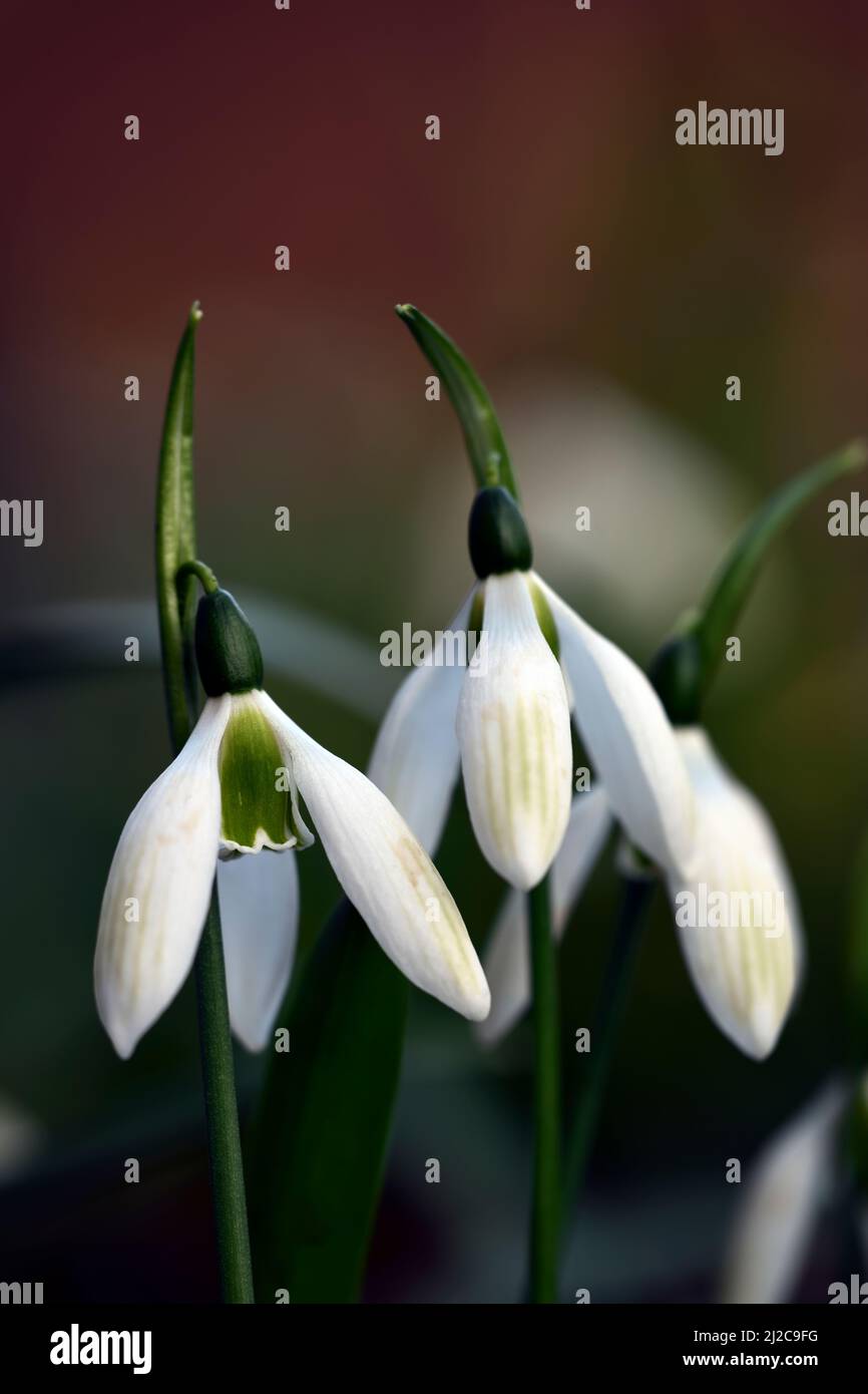 Galanthus ikariae Emerald Isle,virescent hybrid snowdrop,green markings,virescent,Snowdrop,snowdrops,spring,flower,flowers,green marking,markings,mark Stock Photo