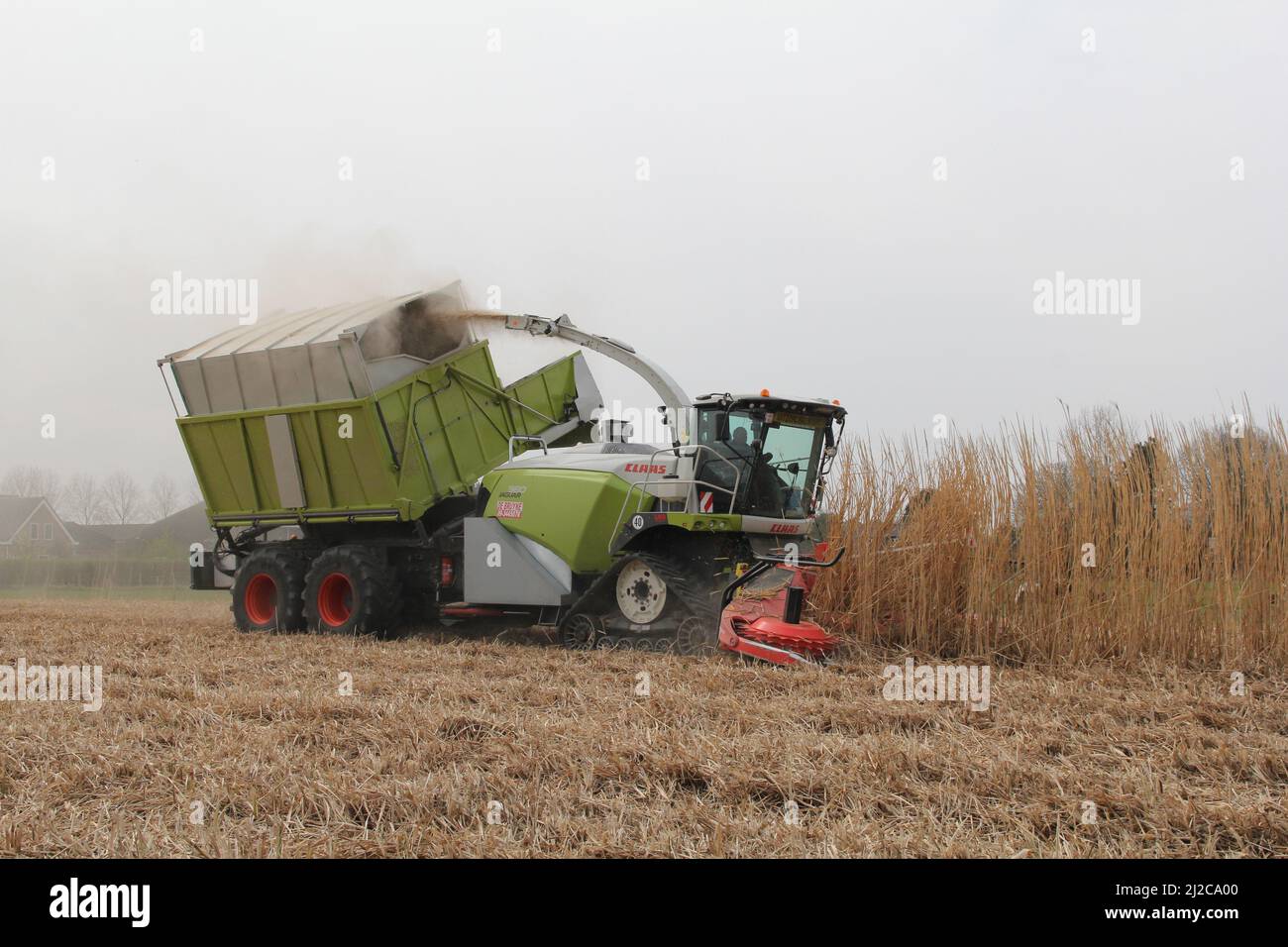 a big   combine harvester is mowing and chopping elephant grass in the dutch countryside in springtime Stock Photo
