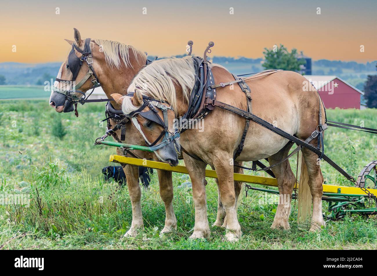 Two plow horses horses hi-res stock photography and images - Alamy