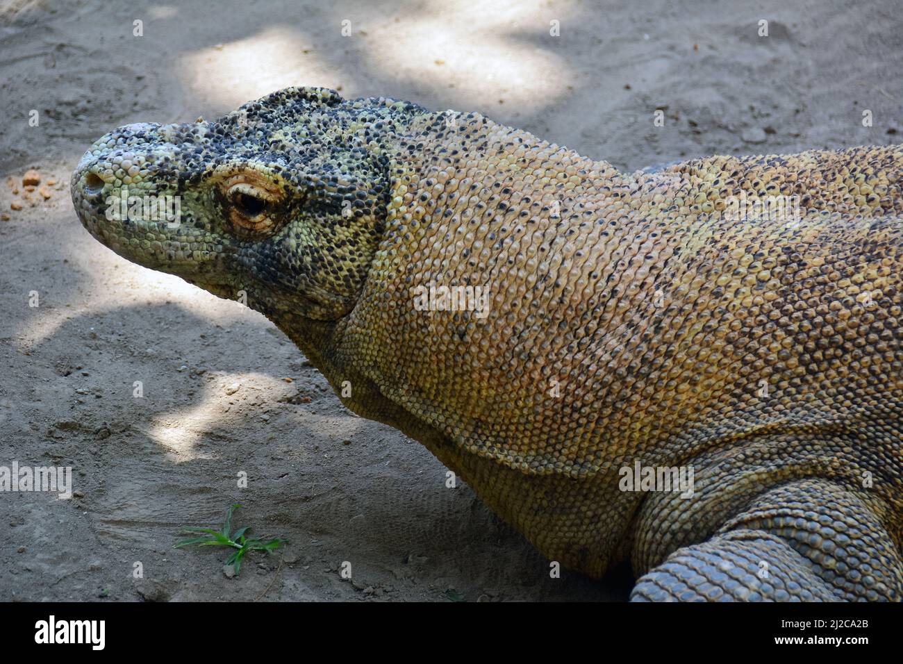 Komodo dragon, Komodo monitor, Komodowaran, Varanus komodoensis, Gembira Loka Zoo, Yogyakarta, Java, Indonesia, Asia Stock Photo