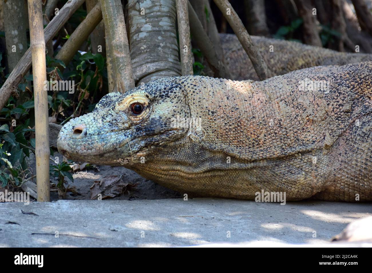 Komodo dragon, Komodo monitor, Komodowaran, Varanus komodoensis, Gembira Loka Zoo, Yogyakarta, Java, Indonesia, Asia Stock Photo