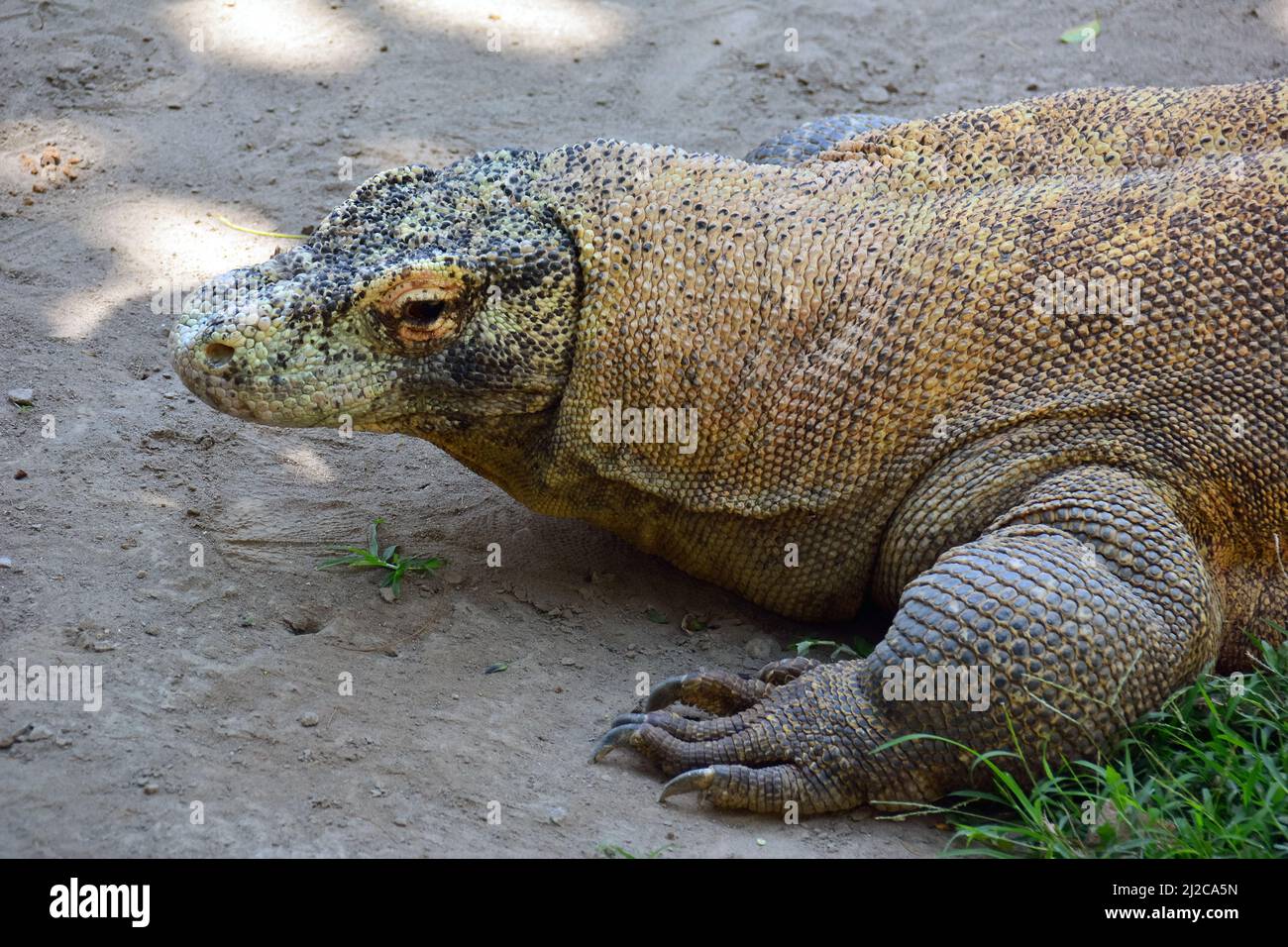 Komodo dragon, Komodo monitor, Komodowaran, Varanus komodoensis, Gembira Loka Zoo, Yogyakarta, Java, Indonesia, Asia Stock Photo