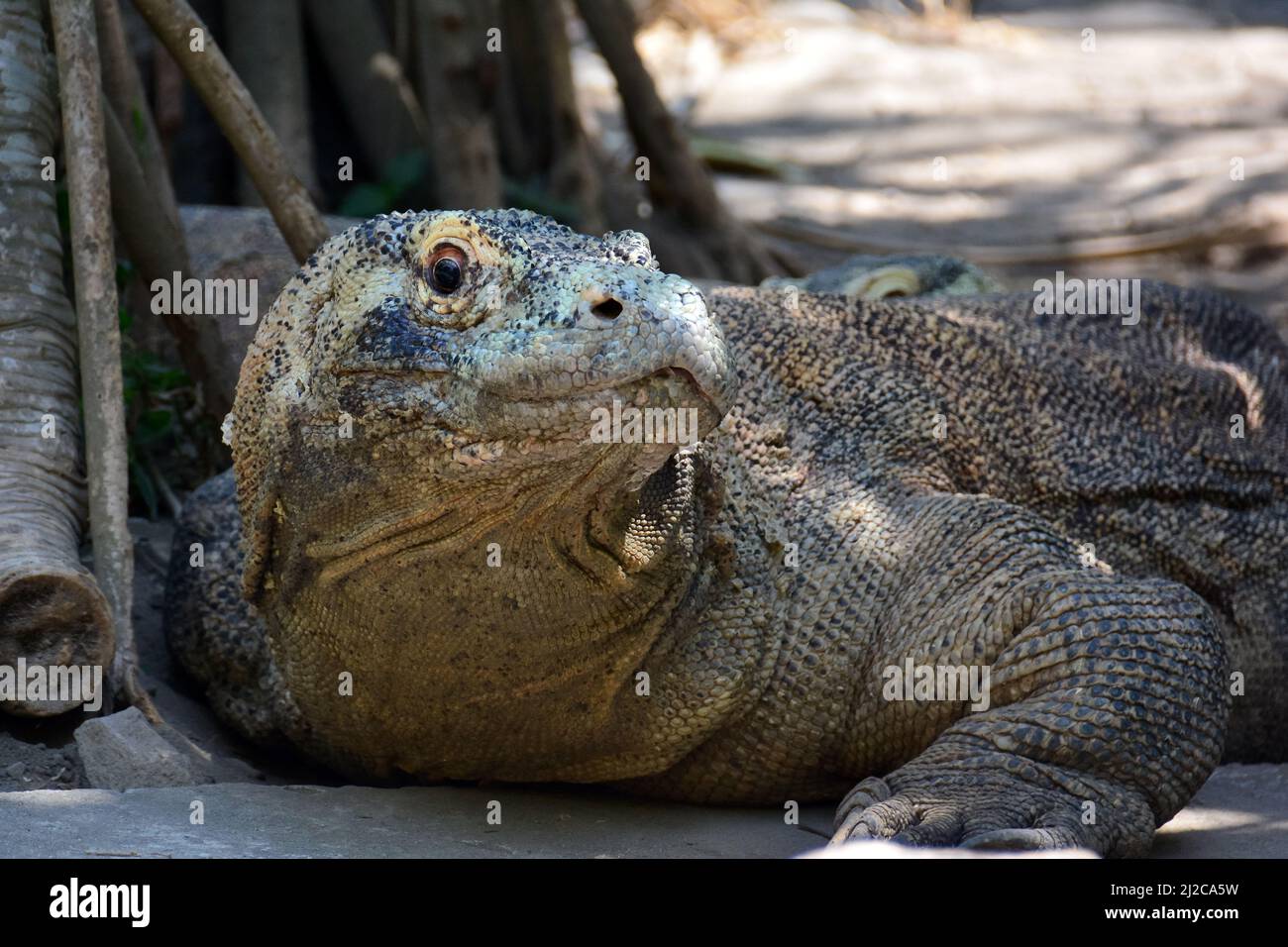 Komodo dragon, Komodo monitor, Komodowaran, Varanus komodoensis, Gembira Loka Zoo, Yogyakarta, Java, Indonesia, Asia Stock Photo