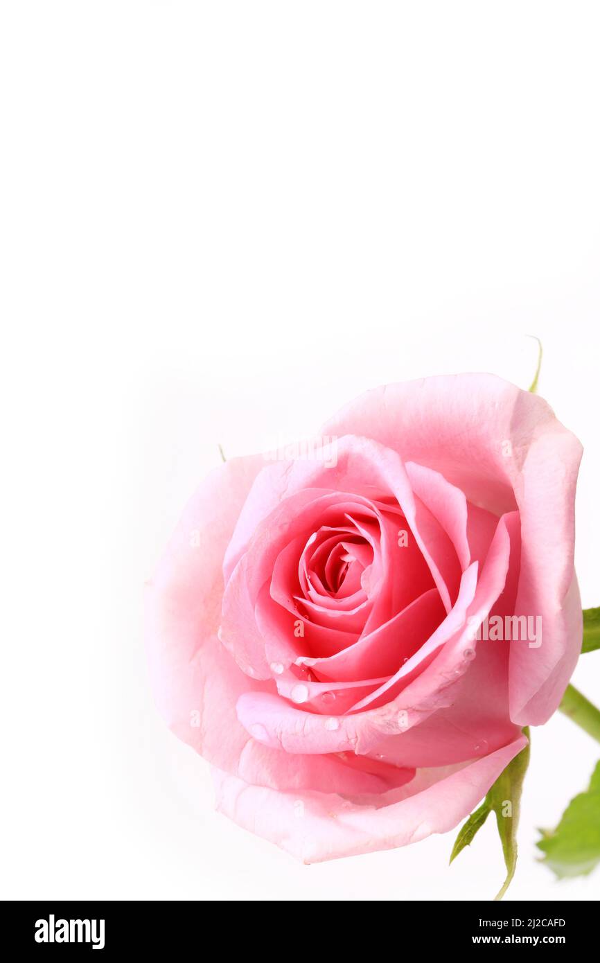 rose gentle pink isolated on white background soft selective focus romantic tenderness Stock Photo