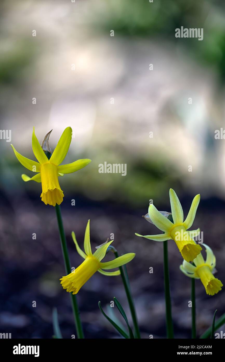 Narcissus cyclamineus Englander,cyclamen-flowered daffodil,species daffodil,yellow flowers,flowering,spring,reflexed petals,reflex,petals,spring in th Stock Photo