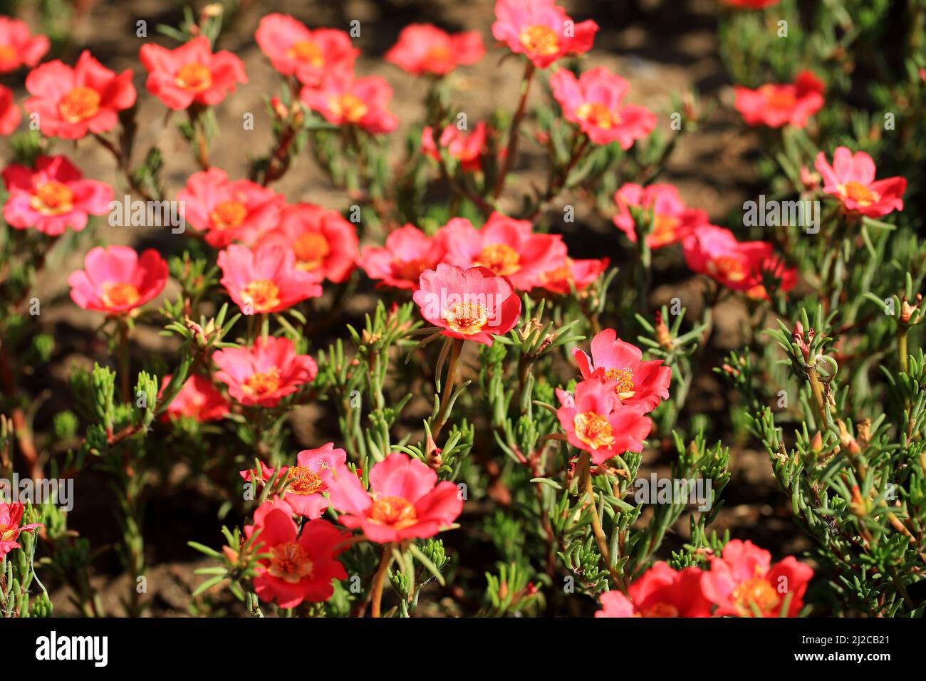 Common purslane flower in the garden Stock Photo Alamy