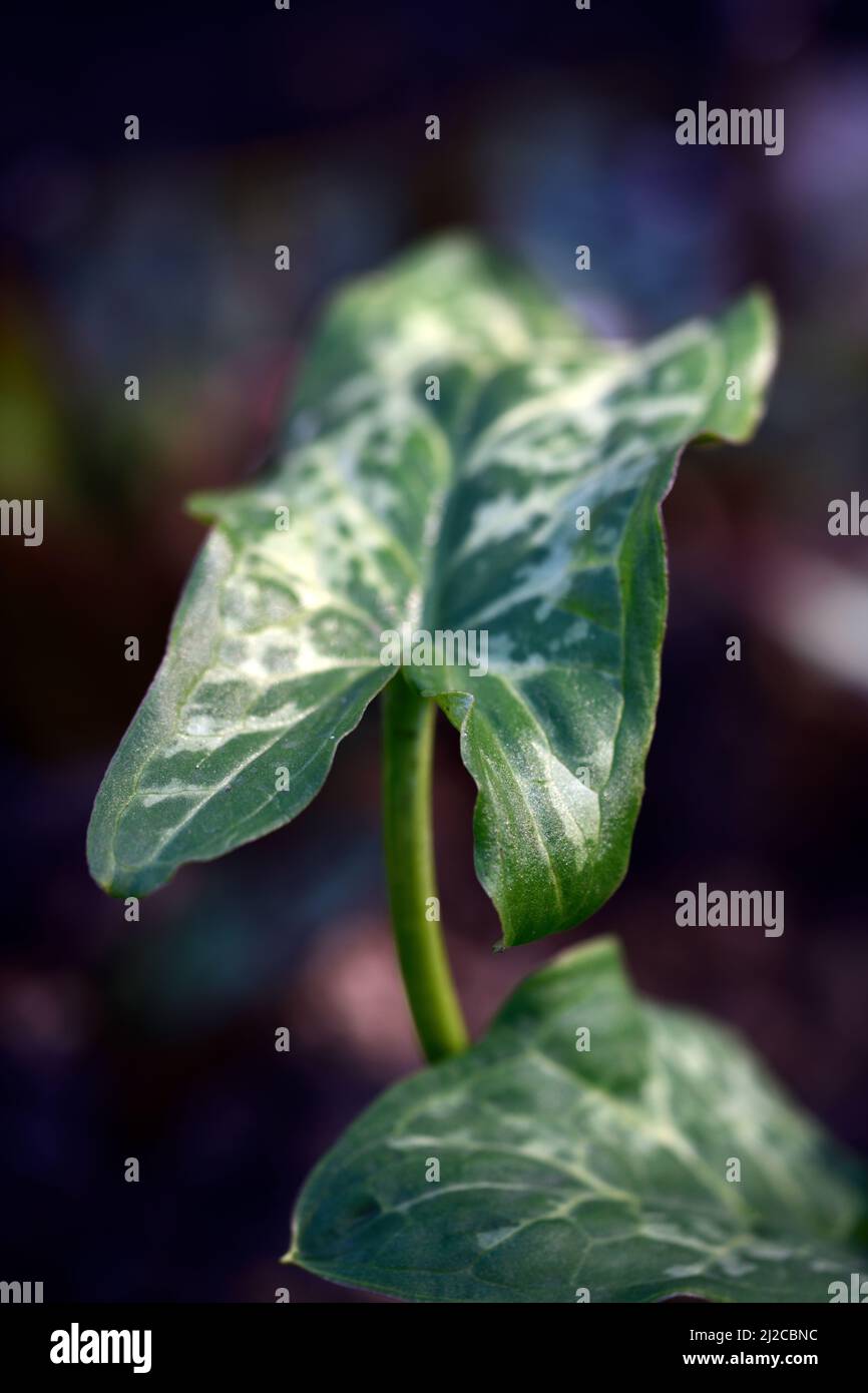 Arum italicum Godzilla,,mottled,spotted,leaves,foliage,shades of Green,variegated,lords and ladies,shade,shady,shaded,woodland garden,woods,RM Floral Stock Photo