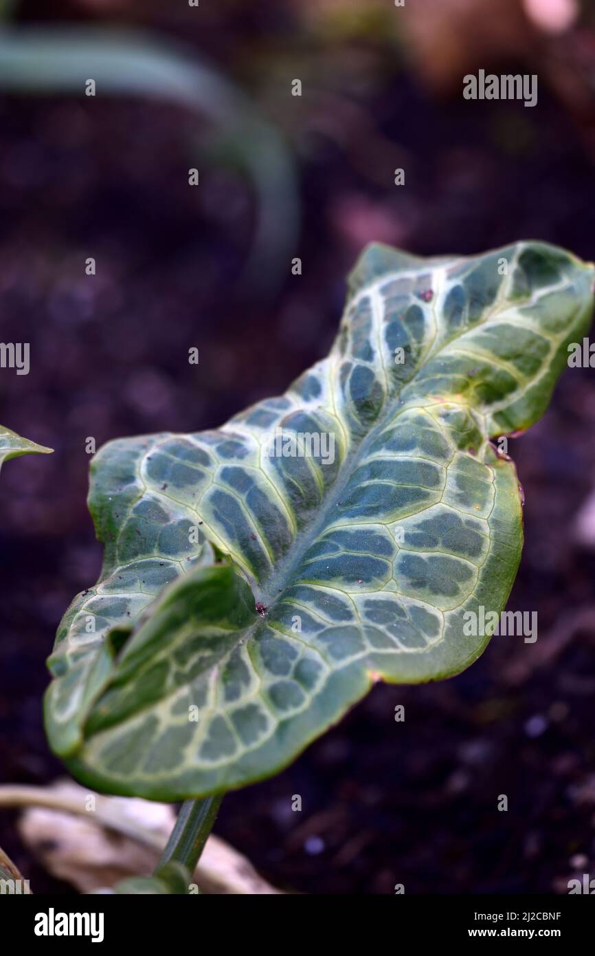 Arum italicum Gold Rush,mottled,spotted,leaves,foliage,shades of Green,variegated,lords and ladies,shade,shady,shaded,woodland garden,woods,RM Floral Stock Photo