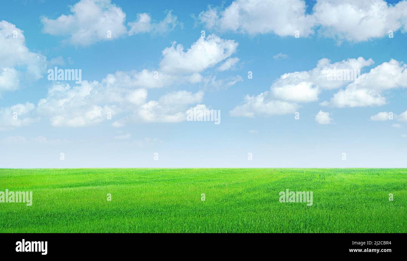 Field of green grass panorama, blue sky with clouds Stock Photo - Alamy
