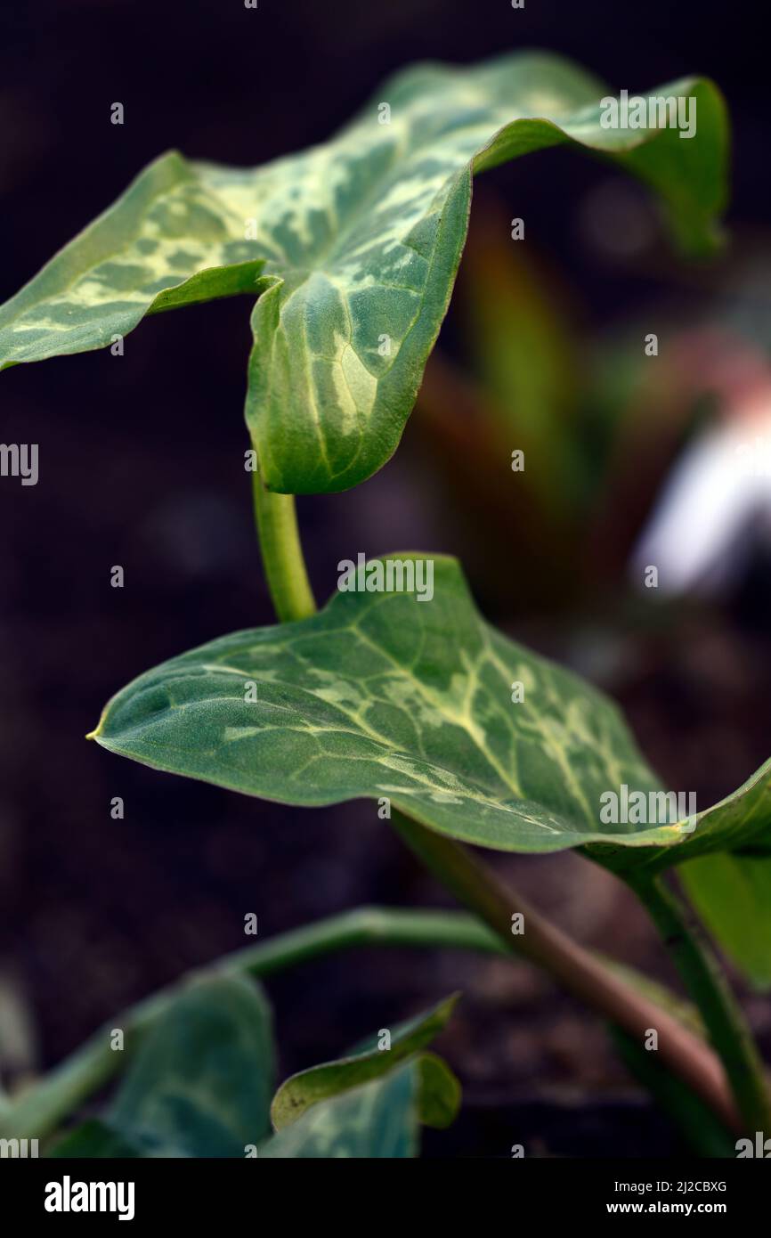 Arum italicum Godzilla,mottled,spotted,leaves,foliage,shades of Green,variegated,lords and ladies,shade,shady,shaded,woodland garden,woods,RM Floral Stock Photo