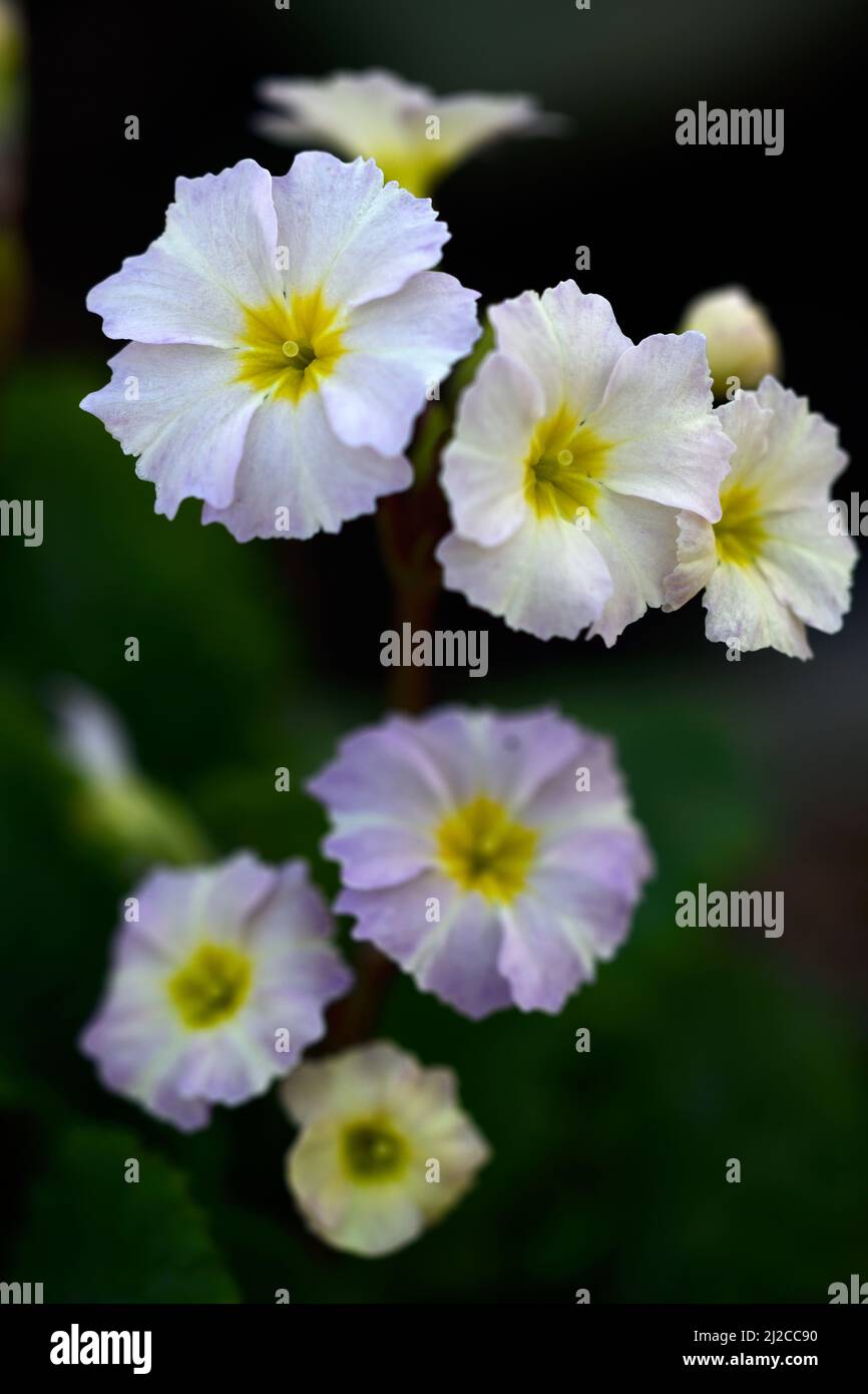 pale pink primula,primrose,pink flower,pink flowers,flowering,spring,primroses,primula,spring in the garden,RM Floral Stock Photo