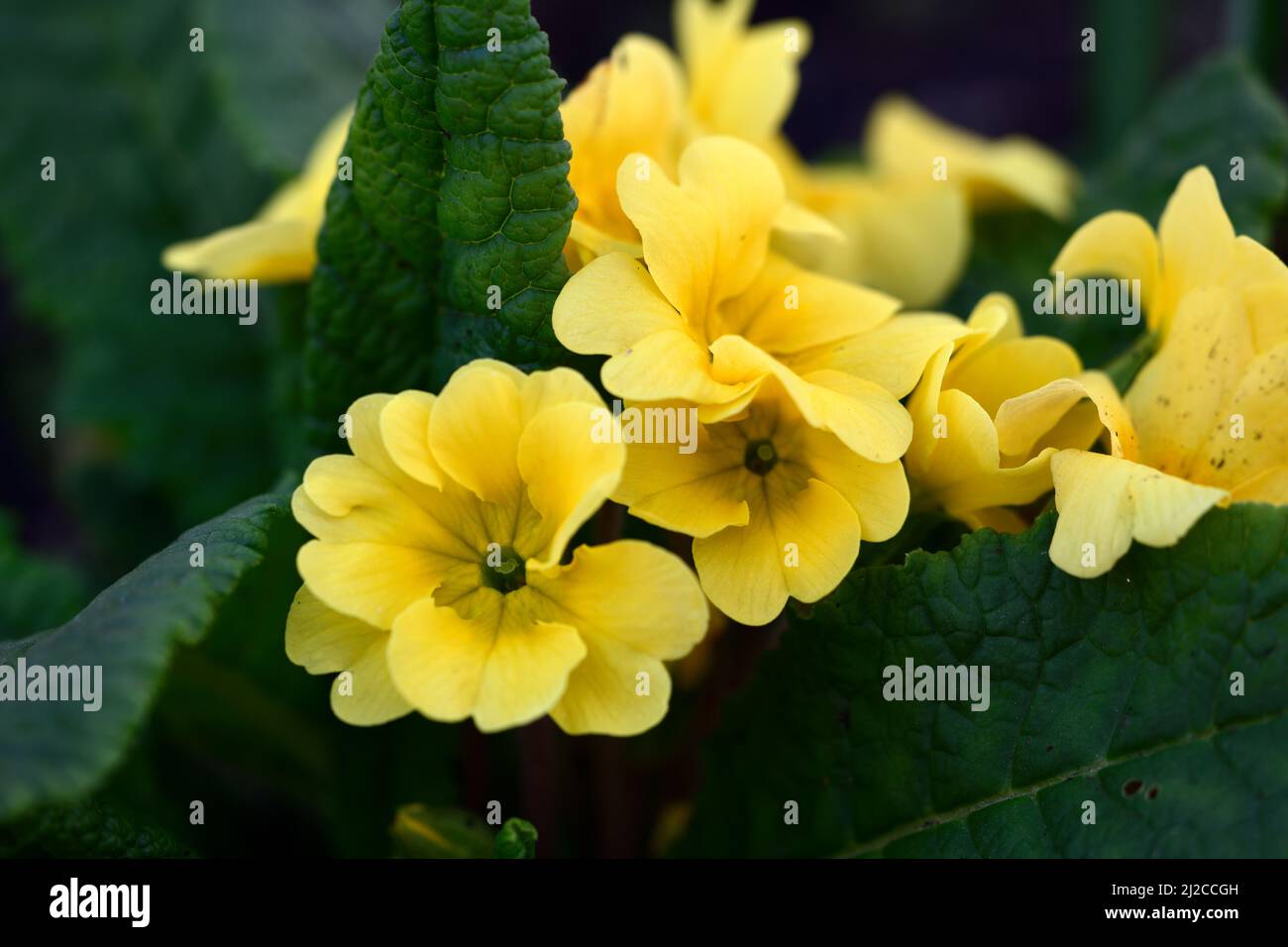 Primula Barnhaven Gold Group,Primula Barnhaven,Primula acaulis yellow,Barnhaven primrose,primroses,yellow primrose,spring in the garden,RM Floral Stock Photo