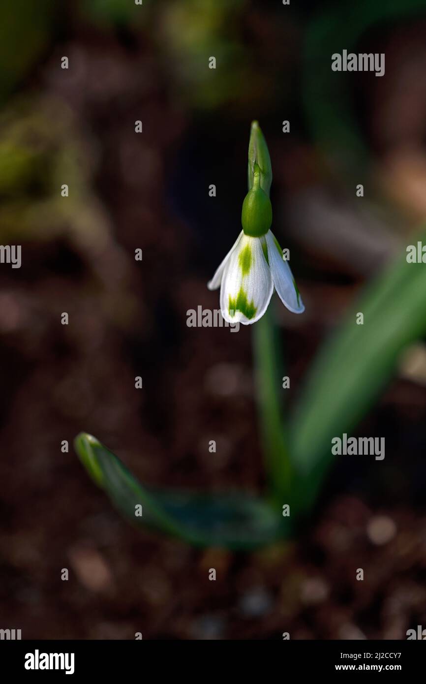 Galanthus Lucy,inverse poculiform,virescent hybrid snowdrop,green markings,virescent,Snowdrop,snowdrops,spring,flower,flowers,green marking,markings,m Stock Photo