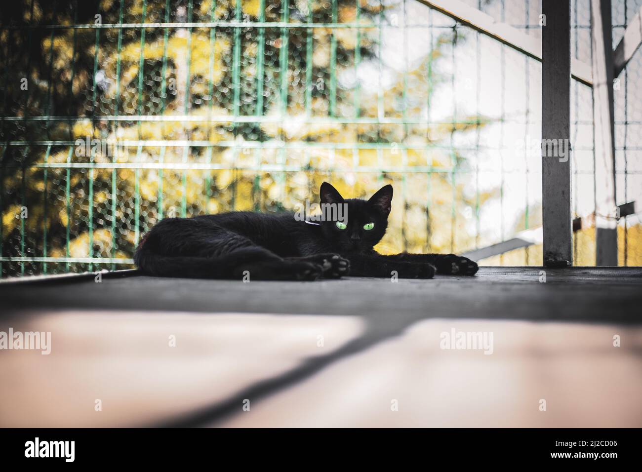 A closeup shot of a mysterious black cat lying on the floor Stock Photo ...
