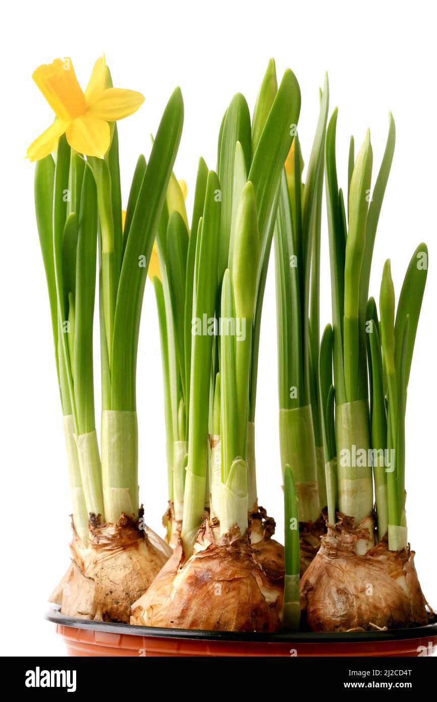 Daffodils in a pot with onion isolated on white background spring