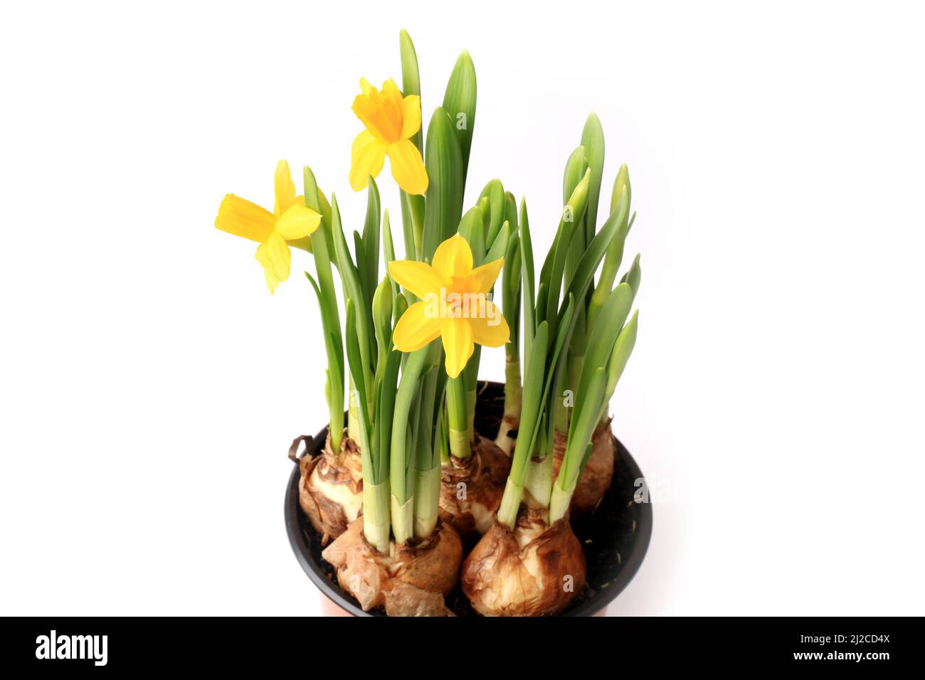 Daffodils in a pot with onion isolated on white background spring