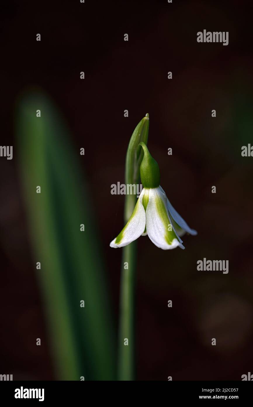 galanthus philippe andre meyer,virescent snowdrops,virescents,snowdrop,snowdrops,spring,flower,flowers,flowering,white,green marking,markings,marked,m Stock Photo