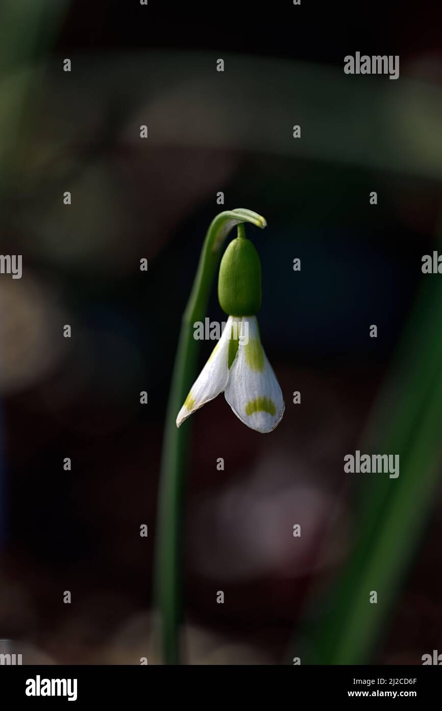 galanthus trimmer,virescent snowdrops,virescents,snowdrop,snowdrops,spring,flower,flowers,flowering,white,green marking,markings,marked,mark,RM Floral Stock Photo