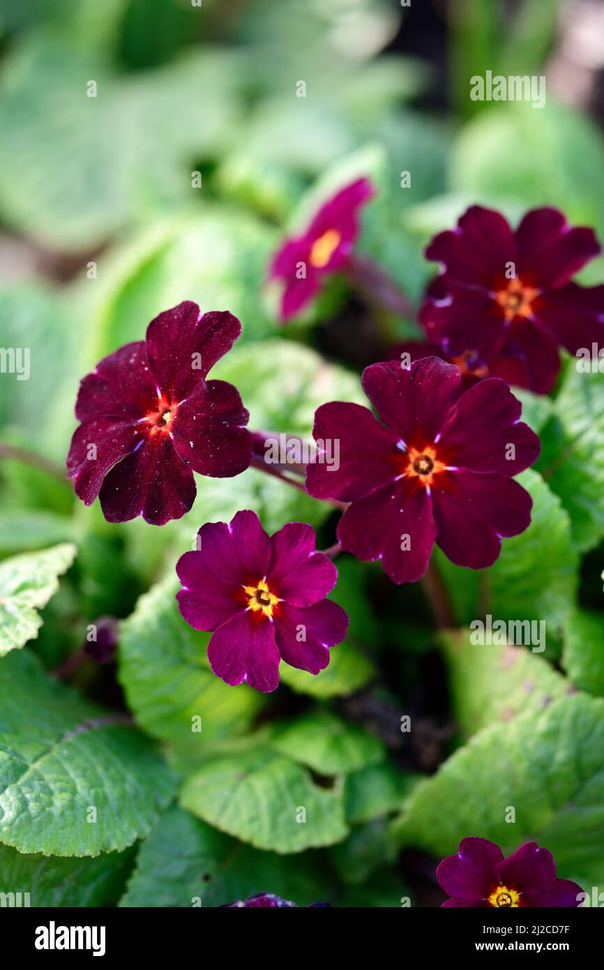 Primula pruhonicensis hi-res stock photography and images - Alamy