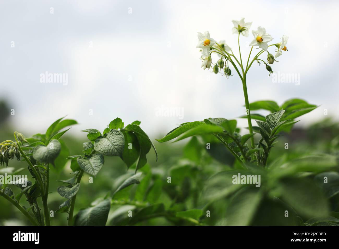 the potato flowers are white, blurred background the garden of the