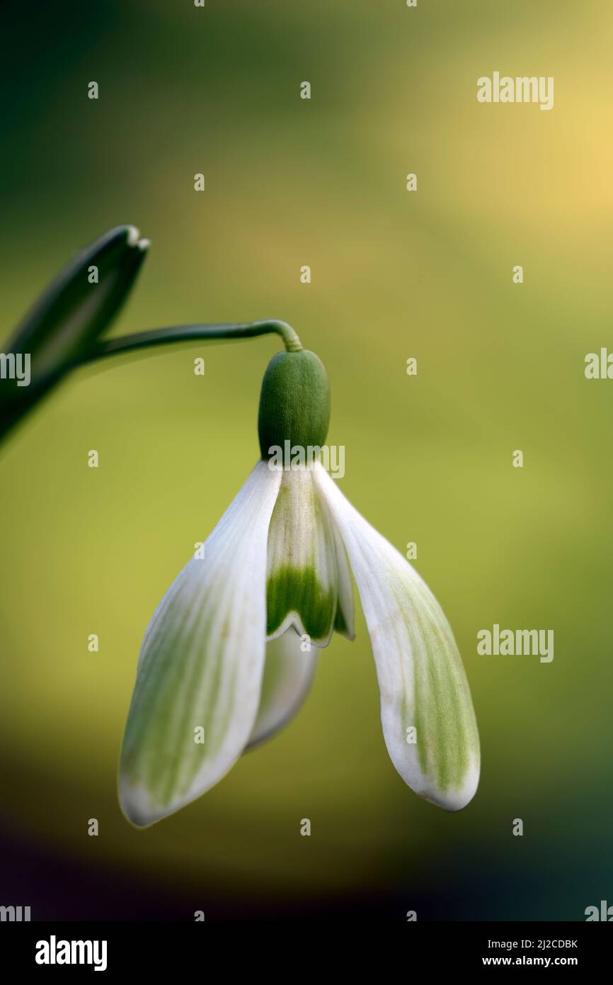 Galanthus Wifi Myriad,virescent hybrid snowdrop,green markings,virescent,Snowdrop,snowdrops,spring,flower,flowers,green marking,markings,marked,mark,s Stock Photo