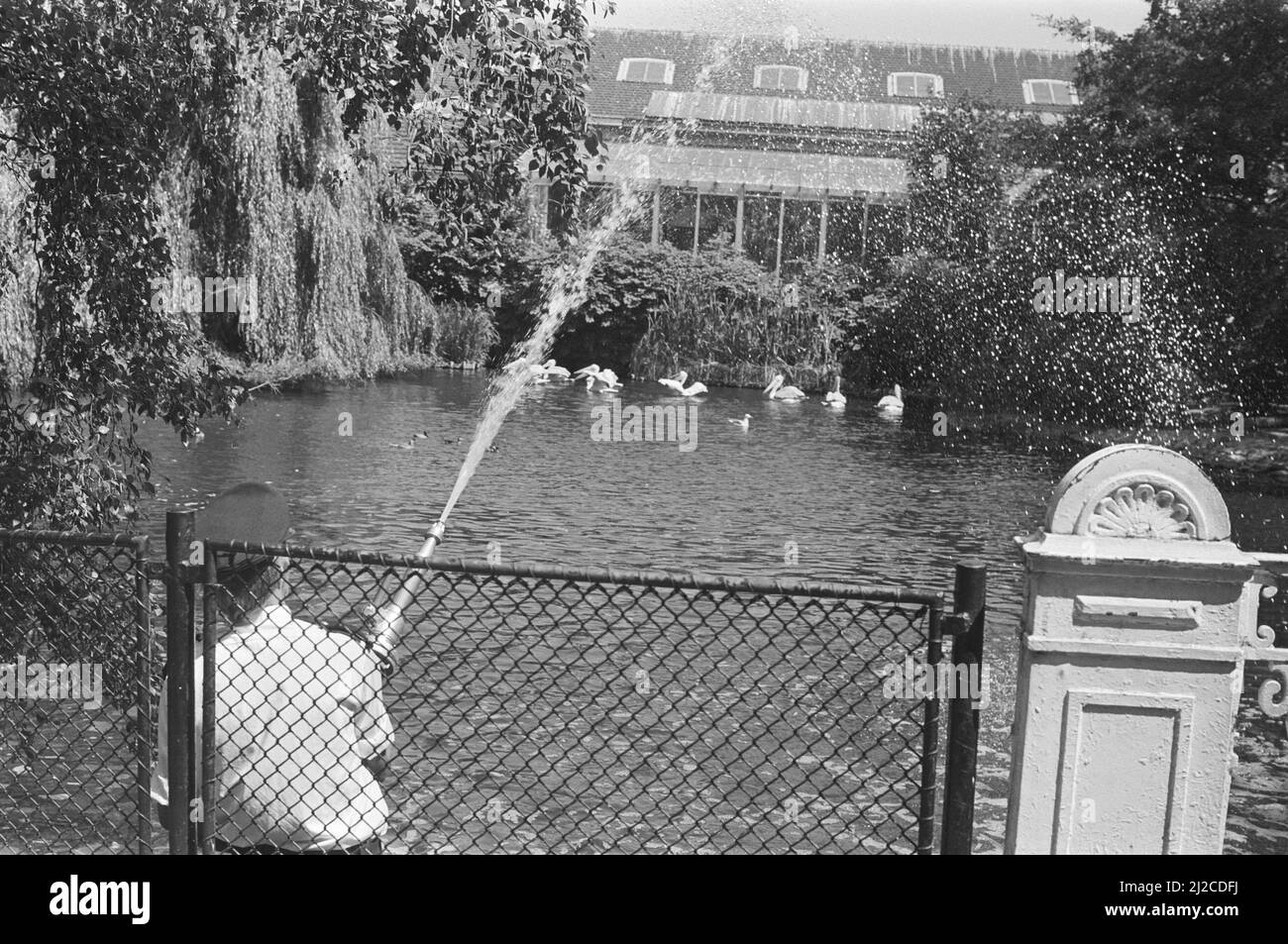 Fire brigade refills ponds in Artis, Amsterdam ca. 7 July 1976 Stock Photo