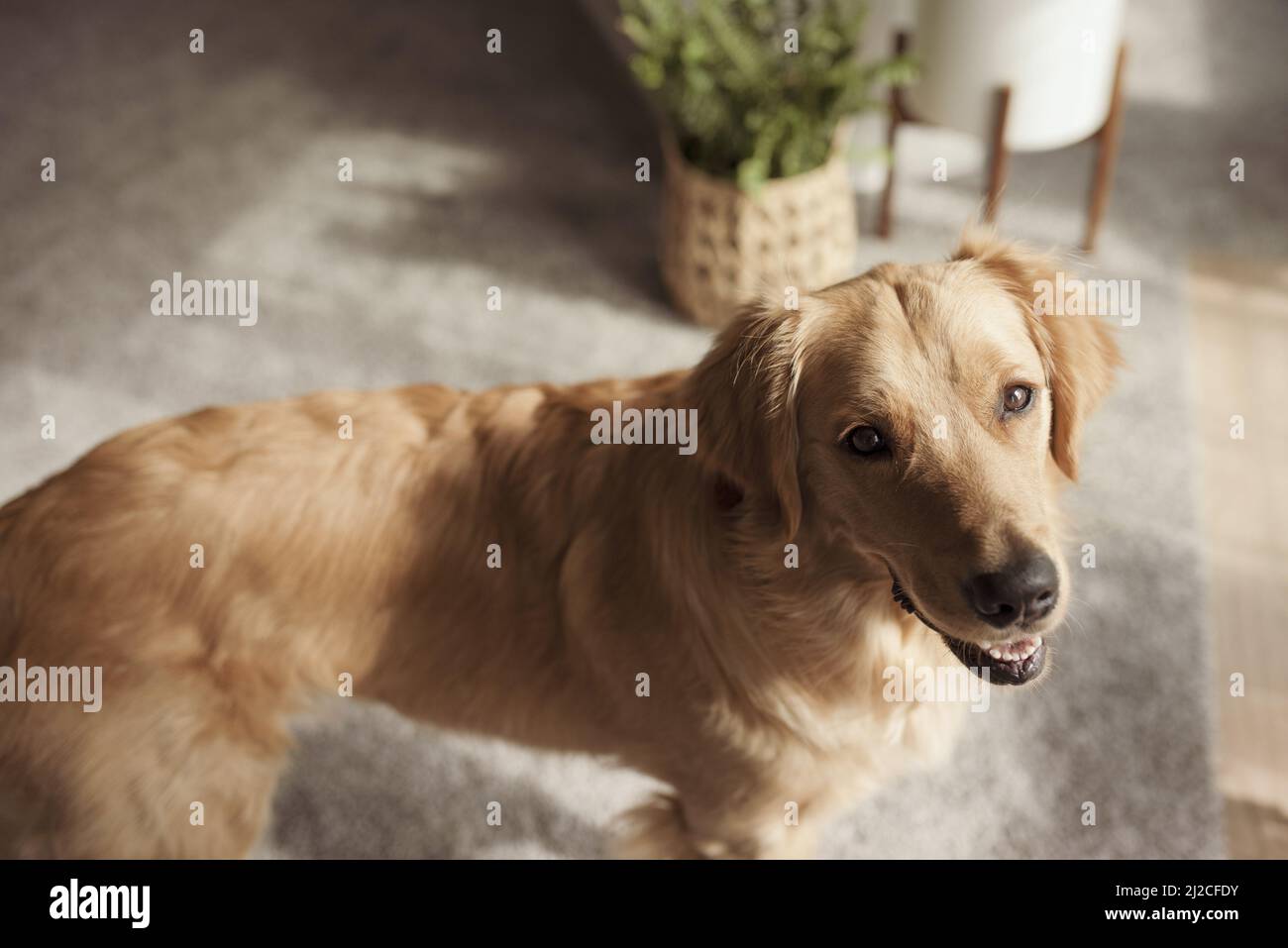 Overhead shot golden retriever hi-res stock photography and images - Alamy