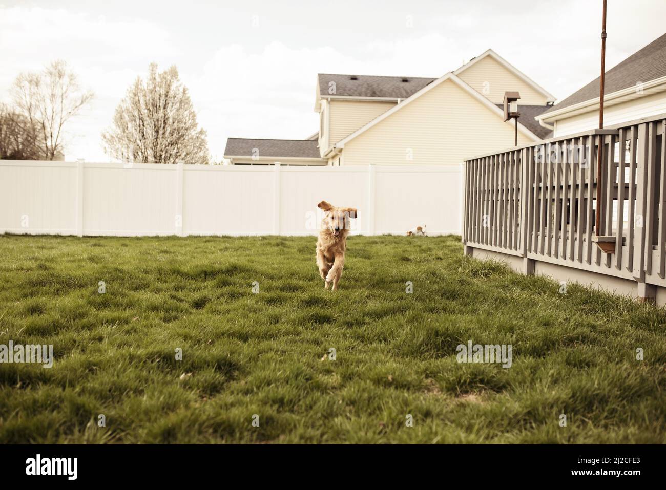 Golden retriever in yard hi-res stock photography and images - Alamy