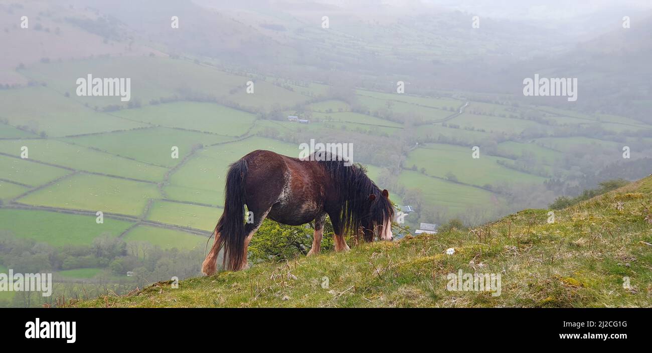 The wild horses grazing on the hills Stock Photo Alamy