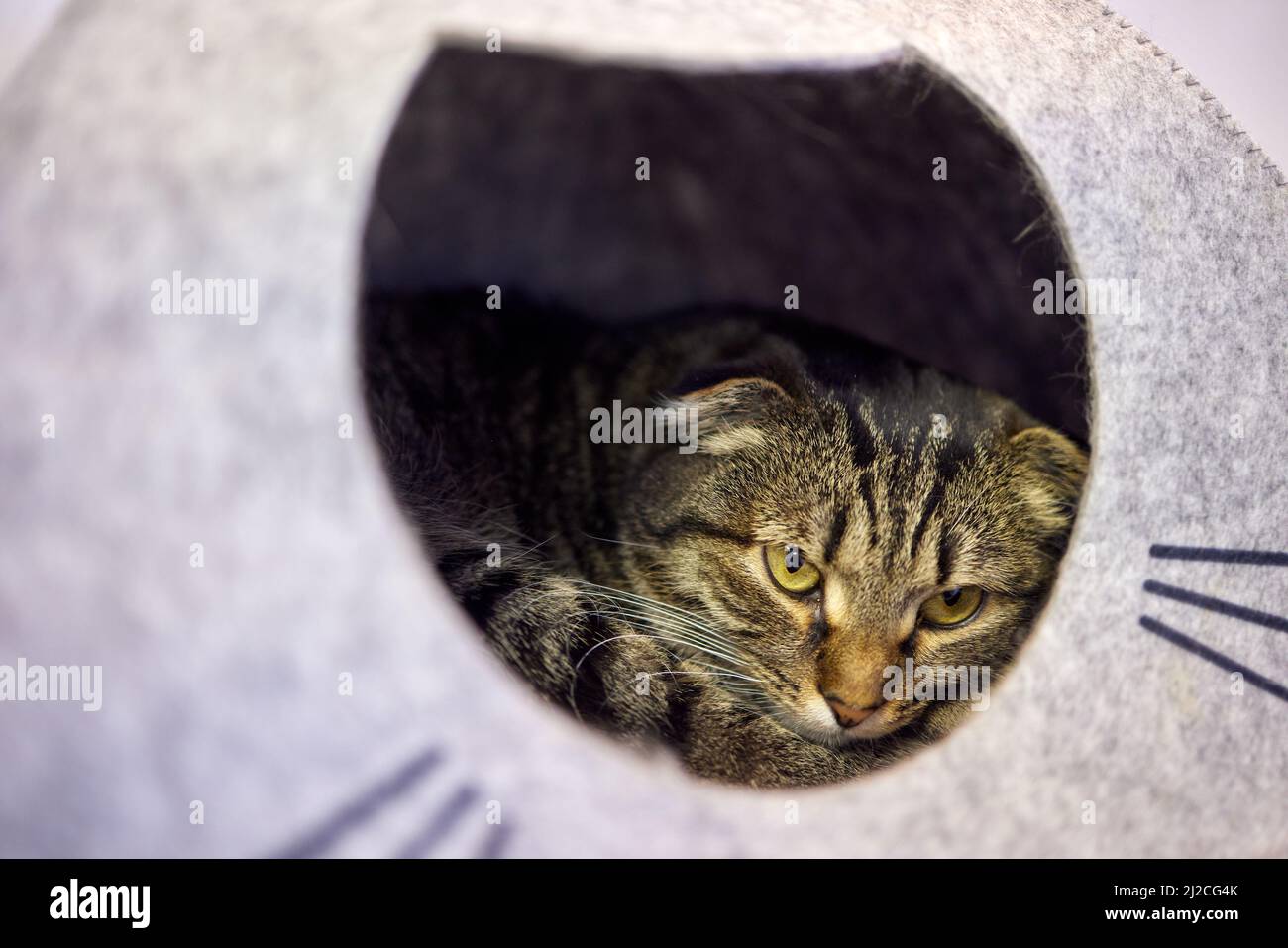 cat in cat's house on floor looking to the right Stock Photo Alamy