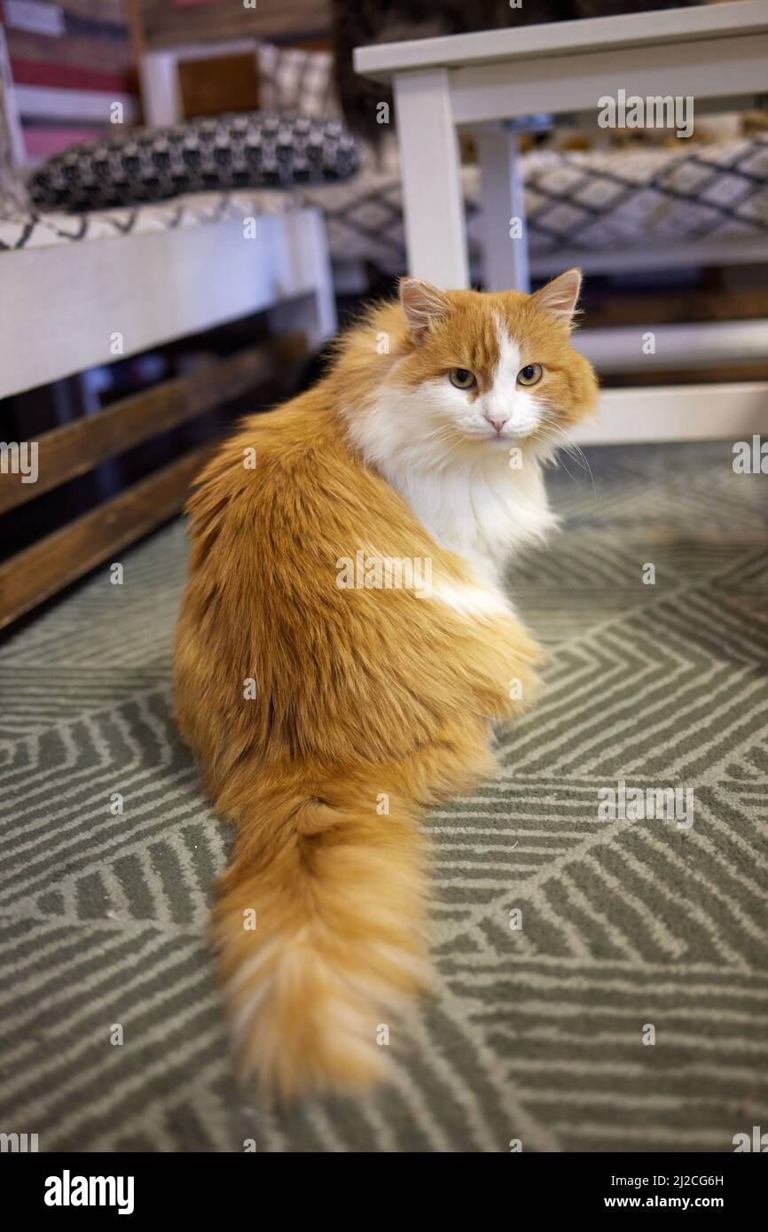 Young white cat sits comfortably on a rubber mat. on the floor of the