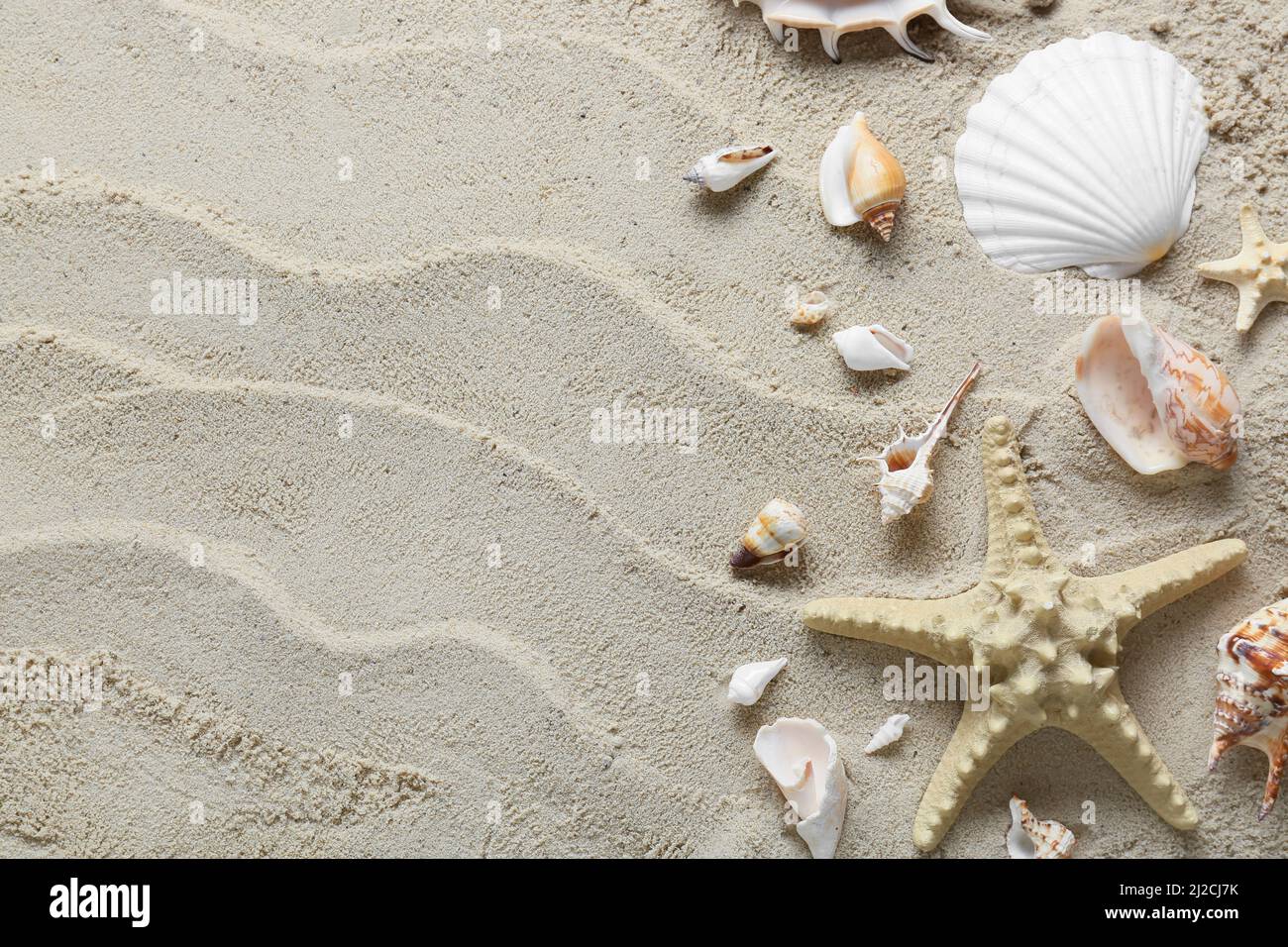 Many different sea shells and starfish on beach sand Stock Photo - Alamy