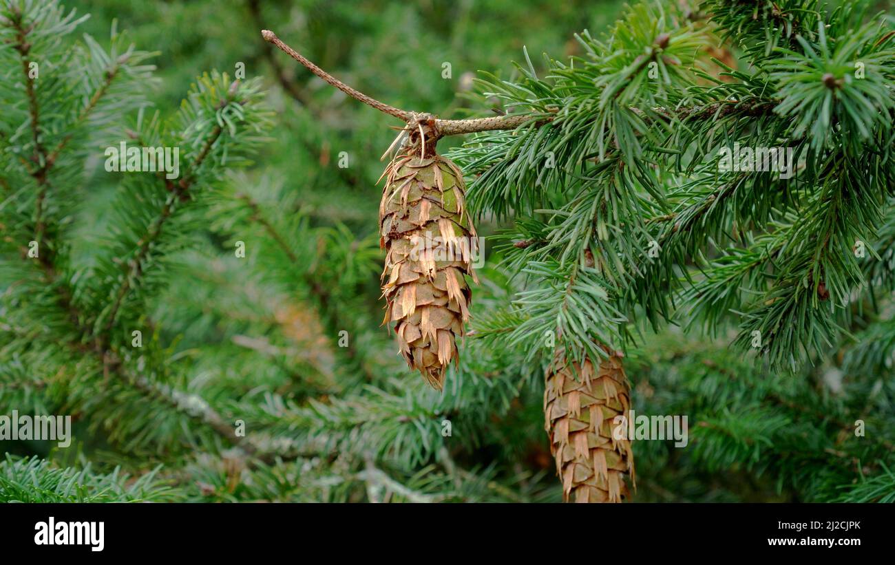 Green Douglas fir branch with cones close up. Conifer tree. Pseudotsuga menziesii Stock Photo