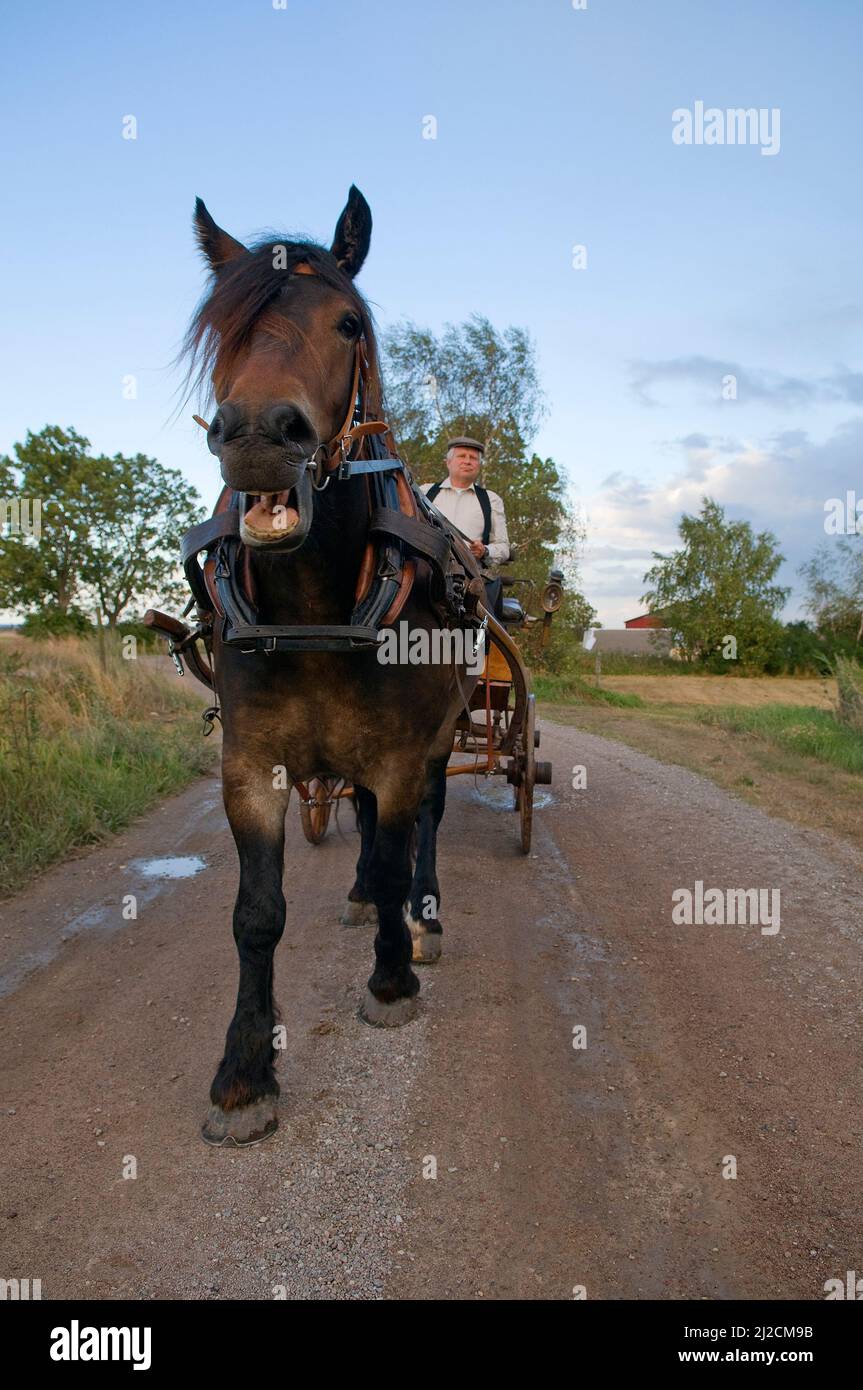 Kusk kör häst och vagn på Ölands strandängar. Stock Photo