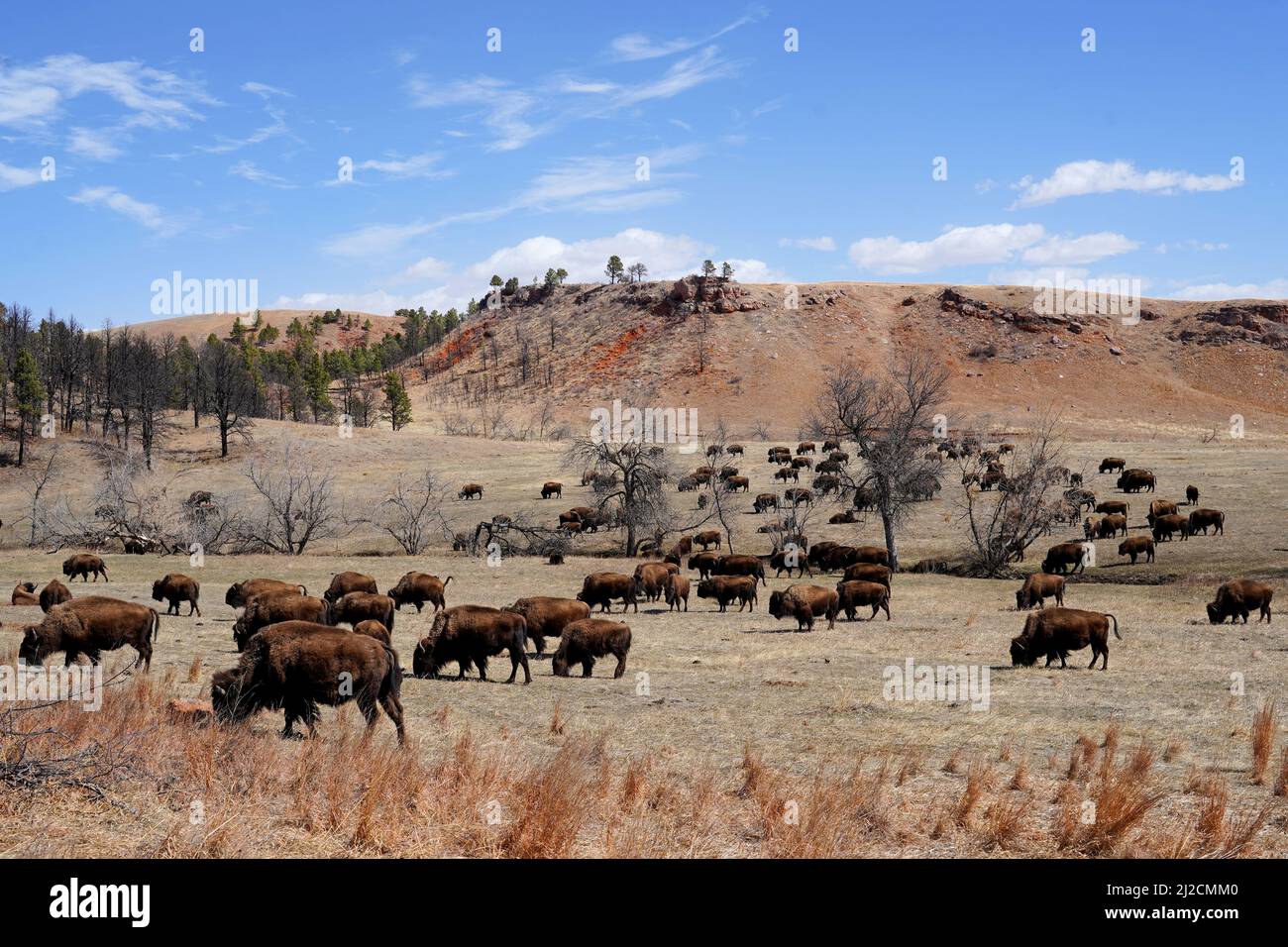 A view of Custer State Park Buffalo Stock Photo - Alamy