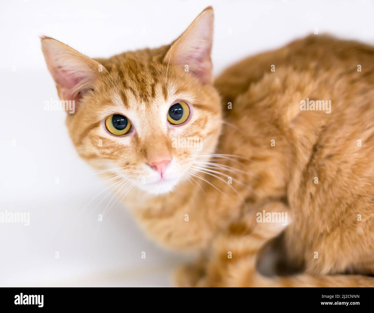 A slightly cross-eyed orange tabby shorthair cat Stock Photo