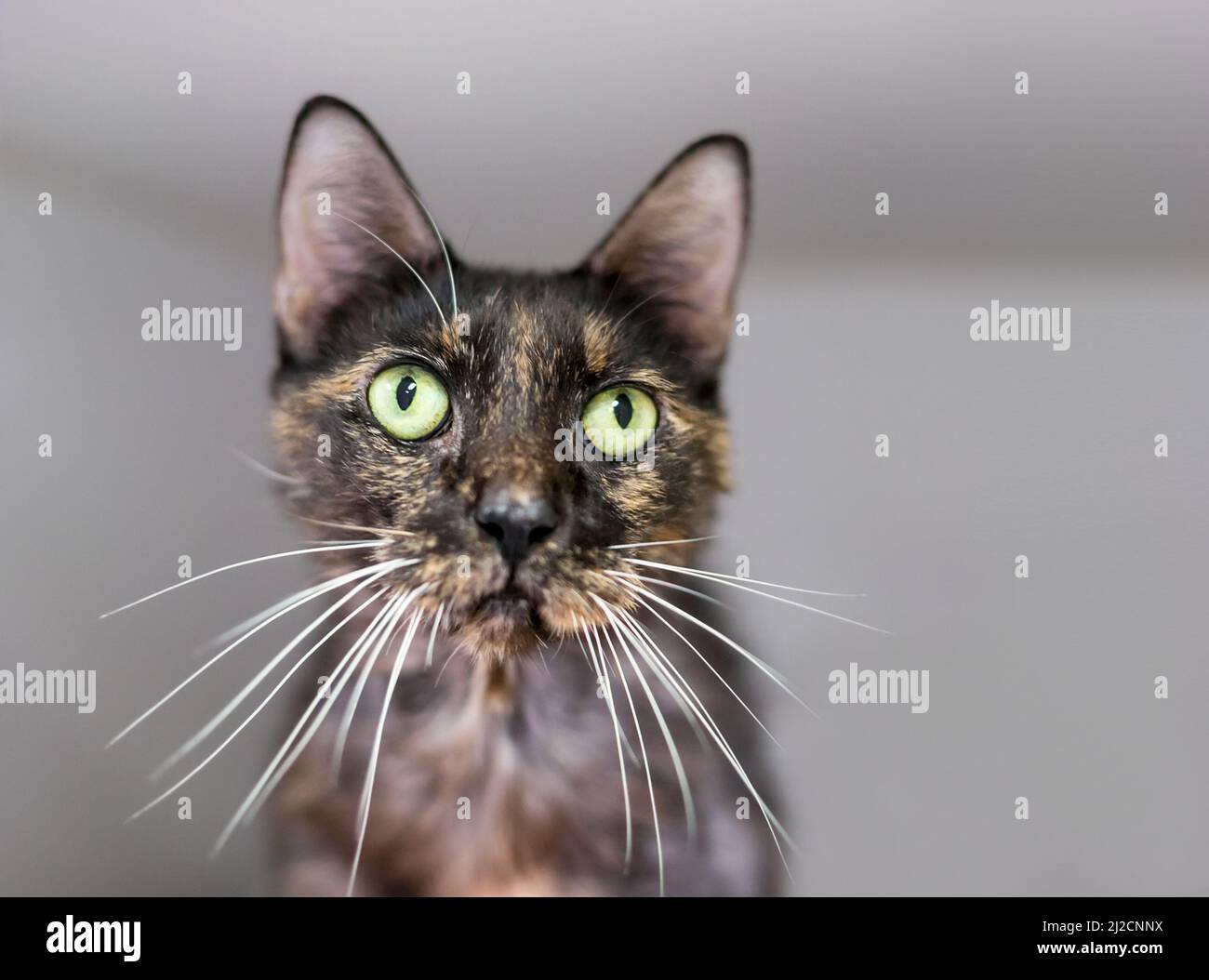 A Tortoiseshell shorthair cat with green eyes and long whiskers Stock Photo