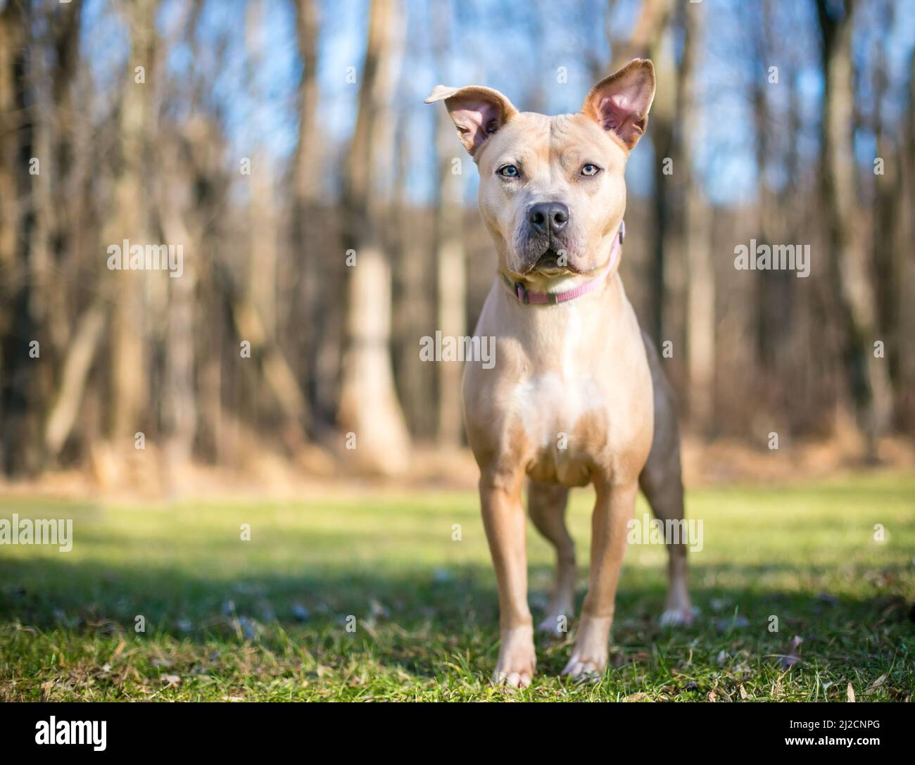 what color is a fawn dog