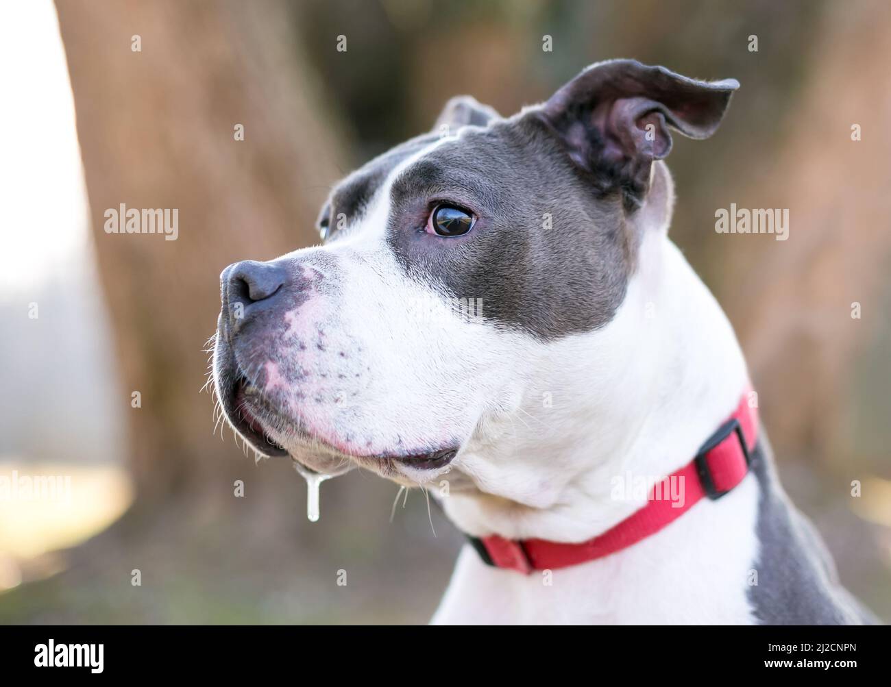 A gray and white Pit Bull Terrier mixed breed dog drooling Stock Photo