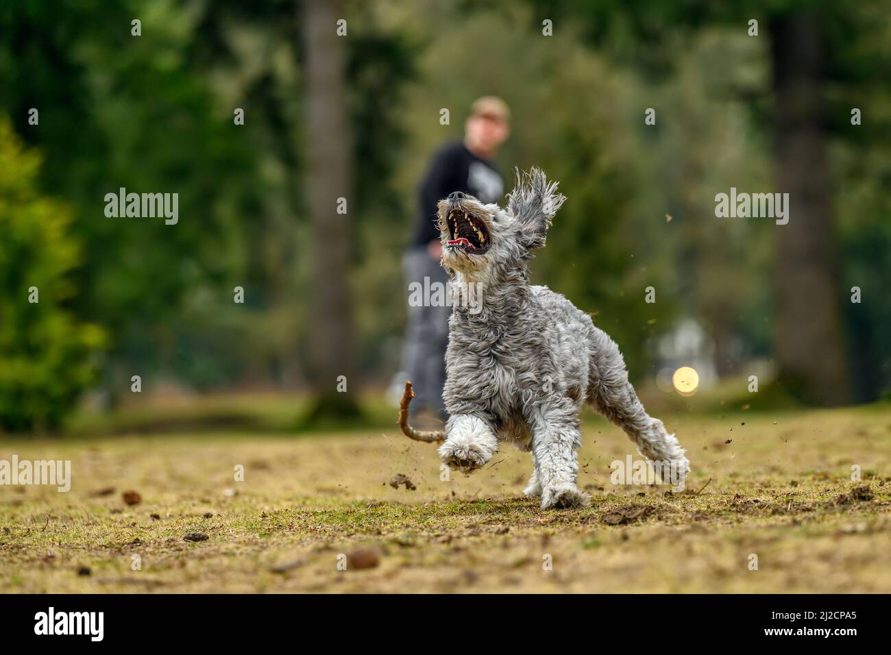 A young and playful goldendoodle dog is captured in high speed motion while he is running fast and jumping high to catch a flying frisbee in midair wh Stock Photo