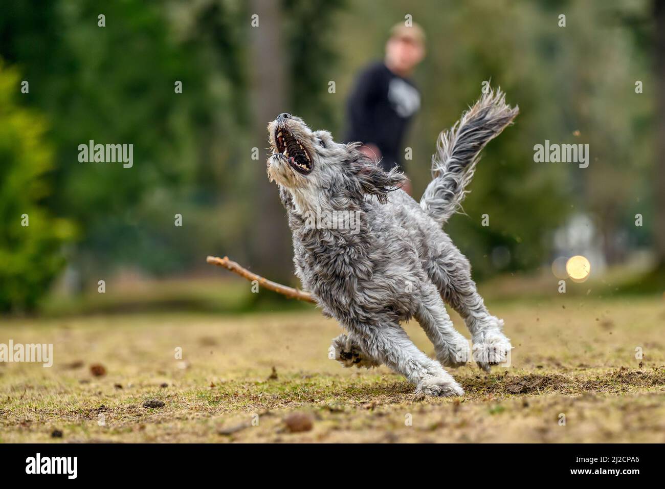 A young and playful goldendoodle dog is captured in high speed motion while he is running fast and jumping high to catch a flying frisbee in midair wh Stock Photo