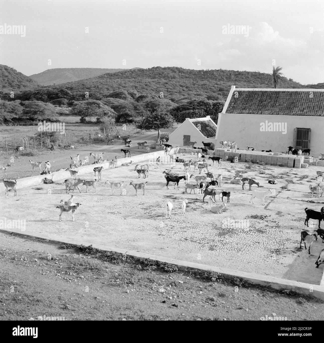 Goats at Country house Savonet on Curacao ca: October 1955 Stock Photo