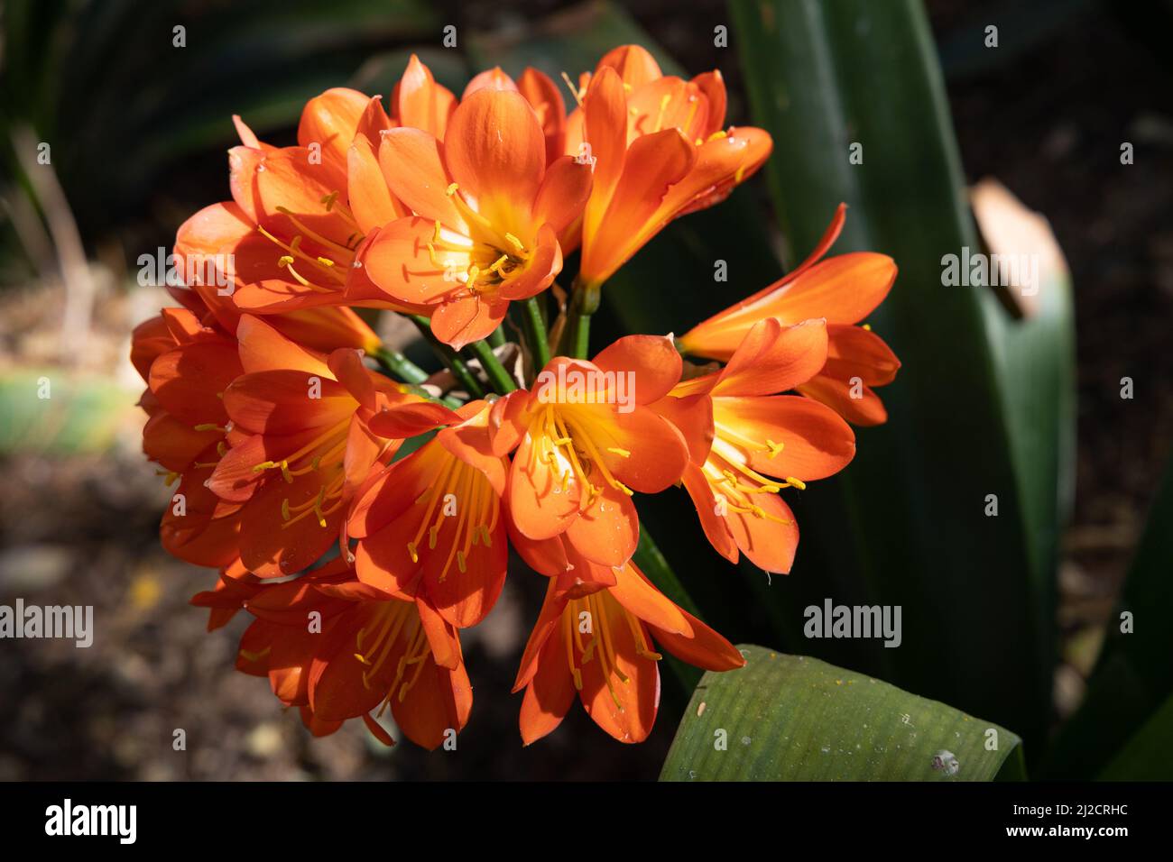 Close up of an orange amarylis Stock Photo