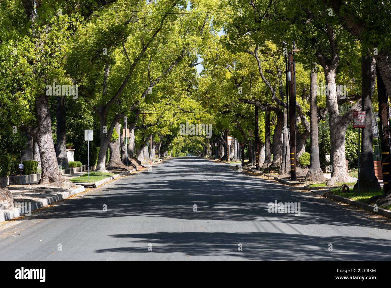 Treelined street in Pasadena CA Stock Photo Alamy