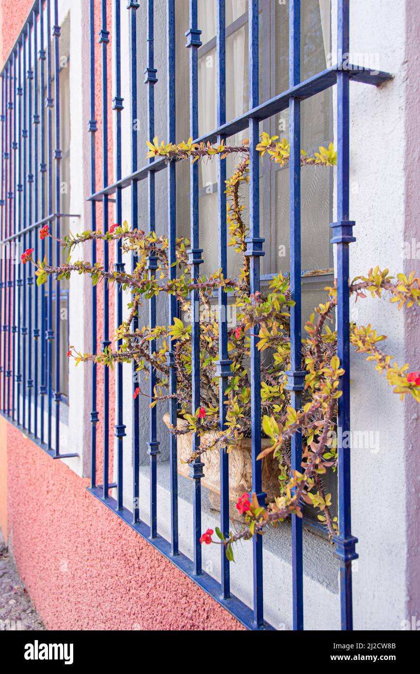 A window protected by wrought iron bars. San Miguel de Allende, Guanajuato, Mexico. Stock Photo